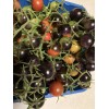 Tim's Tomatoes Bosque Blue Tomato Seeds | Organic | Rare