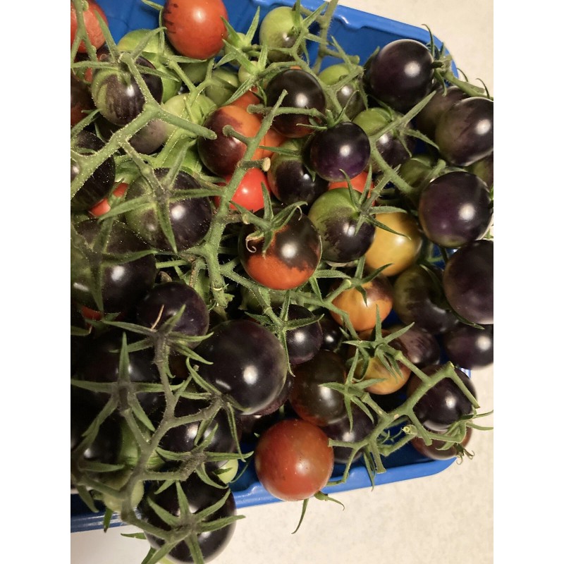 Tim's Tomatoes Bosque Blue Tomato Seeds | Organic | Rare