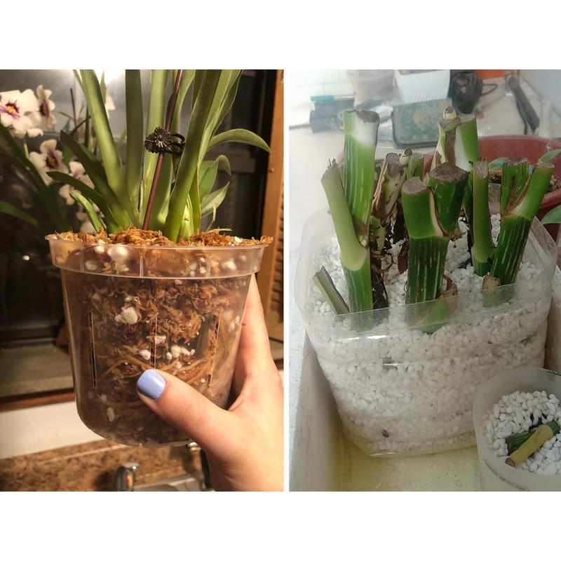 50 QT Professional Grade Horticultural Organic Vermiculite and Perlite (Perlite,