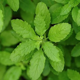 Basil Seeds - Holy Basil Green Leaf - 0.25 Oz ~5469 Seeds - Non-GMO, Heirloom - Microgreens & Herb Gardening