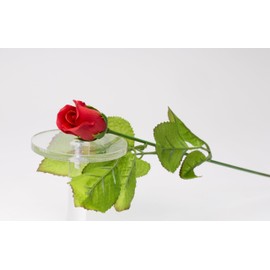 Cosmos Gifts Fine Porcelain Red Stem Bud Rose Figurine Set of 2 (2 Pieces Set), 13-1/2" H