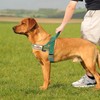Annchwool No Pull Dog Harness with Soft Padded Handle,Reflective Strip