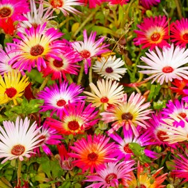 TomorrowSeeds - Pastel Mix Livingstone Daisy (Succulent) Seeds - 7000+ Count - for 2025 Planting Ice Plant Flowering Succulent Vygies Buck Bay African Spreading Creeping Desert Daisies Hot Weather