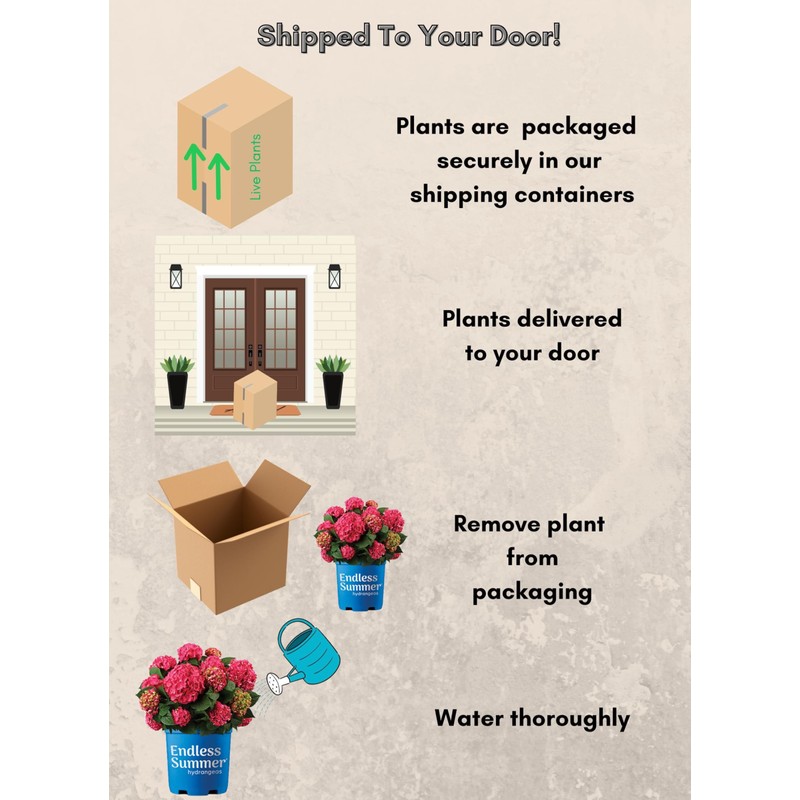 1 Gallon Endless Summer Hydrangea Summer Crush Shrub