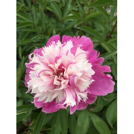 2 Celebrity Peony: 2-3 Eye Bareroot- Great for Fall Planting!