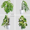 8 Pcs 17 Inch Adjustable Plastic Moss Poles for Monstera