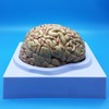 Learning Resources Human Brain Anatomical Model, Anatomically Accurate Brain Model