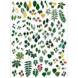 Laminated Common Trees of Eastern North America Sibley's Poster Print 24x36