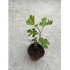 Fig Fruit Tree 8”’With Pot Cutting Ready To Plant