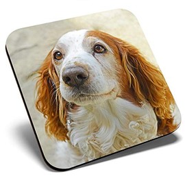 Great Single Coaster Square - Welsh Springer Spaniel Dog Puppy |Glossy Quality Coasters | Tabletop Protection for Any Table Type #16838