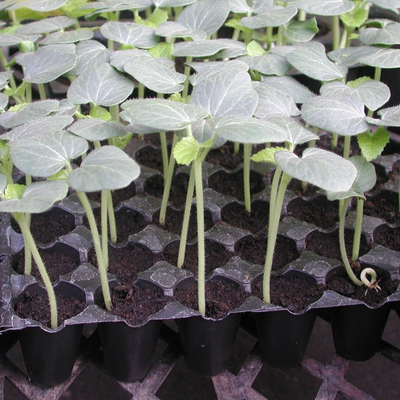 ATLAS Okra -Green Slim