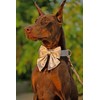 Unique Style Paws Silk Champagne Color Adjustable Durable Dog Collar