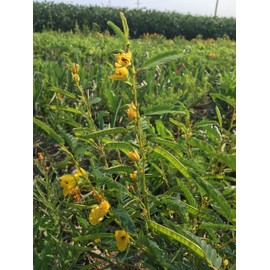 Everwilde Farms - 1 Oz Partridge Pea Native Wildflower Seeds - Gold Vault