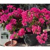 Soil Moist SAP Super Absorbent Polymer Soil Amendment and Water