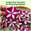 Outsidepride Burgundy Star Easy Wave Petunia Seeds - 15 Pcs.