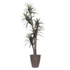 Vickerman 6' Artificial Marginata Executive Tree, Brown Round Plastic Container.