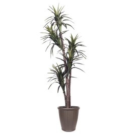 Vickerman 6' Artificial Marginata Executive Tree, Brown Round Plastic Container.