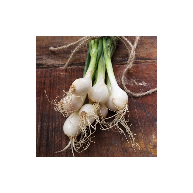 Onion Seeds (Pearl/Pickling) - Crystal White Wax - Packet -