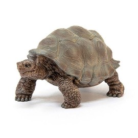 giant turtle / 자이언트 거북