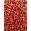 Goji Berry Plant 2 Cutting With Pot Live Plant Ready