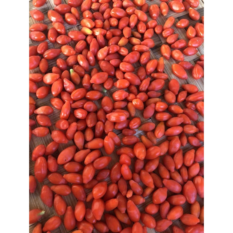 Goji Berry Plant 2 Cutting With Pot Live Plant Ready