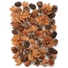 Daichi Farm DO024884-000 Dried Flowers, Cone Assortment, Natural, Approx. L