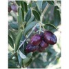 Olive leaf organic olive leaves grawn in Morocco 50g Zytoon