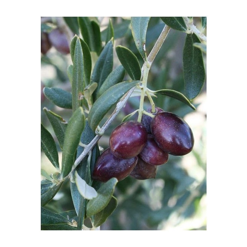 Olive leaf organic olive leaves grawn in Morocco 50g Zytoon