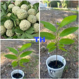 Tree 1 Sugar Apple Na Dai( Mãng Cầu Dai) 5"-7” Live Seed Tree-Asian Plant Collection