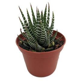Zebra Plant - Haworthia fasciata - Easy to grow/Hard to kill Succulent- 2" Pot