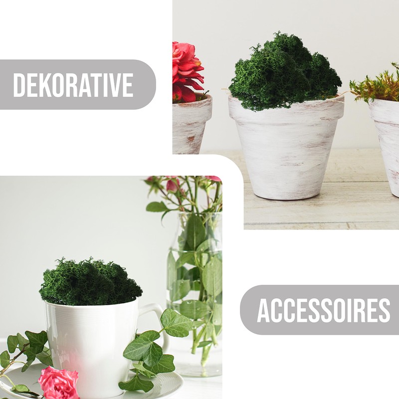 Eurofoto Iceland Moss Preserved – Moss for Crafts and Decoration