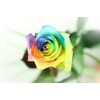 Colourful Flowers: 10 Real Rainbow Roses - Long Handled -