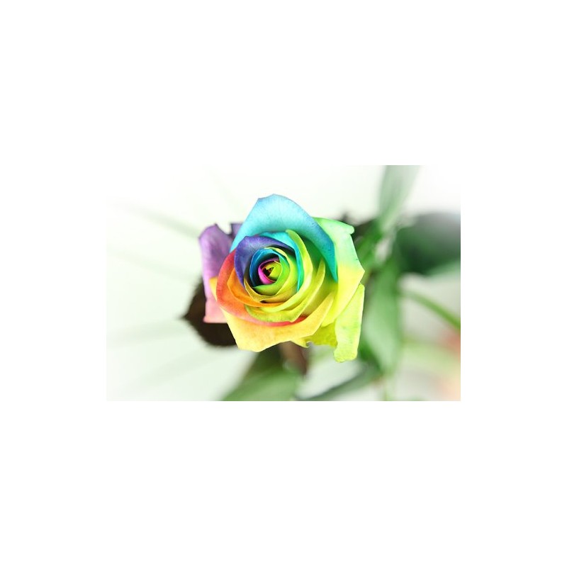 Colourful Flowers: 10 Real Rainbow Roses - Long Handled -