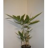 Indocalamus Tessellatus, Cold Hardy Tropical Bamboo Plant, up to 2'