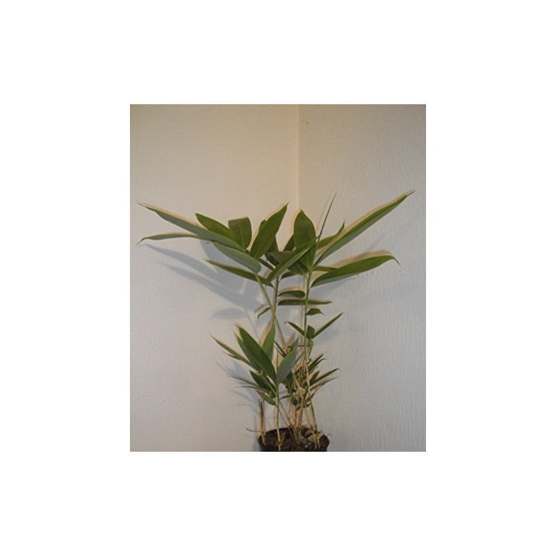 Indocalamus Tessellatus, Cold Hardy Tropical Bamboo Plant, up to 2'