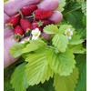 22Day Seeds: Seeds Alpine Strawberry Alexandria/Everbearing/All Year Round/Non GMO/Heirloom