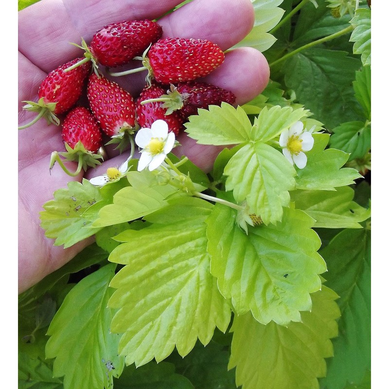 22Day Seeds: Seeds Alpine Strawberry Alexandria/Everbearing/All Year Round/Non GMO/Heirloom