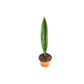 Sansevieria Masoniana (Whale Fin) -6'' from California Tropicals