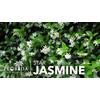 Star Jasmine | 10 Live Plants | Trachelospermum Jasminoides |