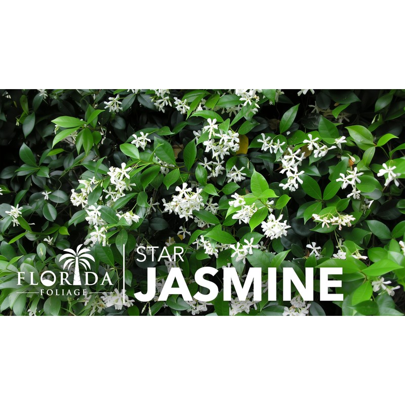 Star Jasmine | 10 Live Plants | Trachelospermum Jasminoides |