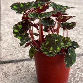 Begonia Tiger’s Paw – Rare Furry Leaf Begonia in 4” Pot | Easy Indoor Plant