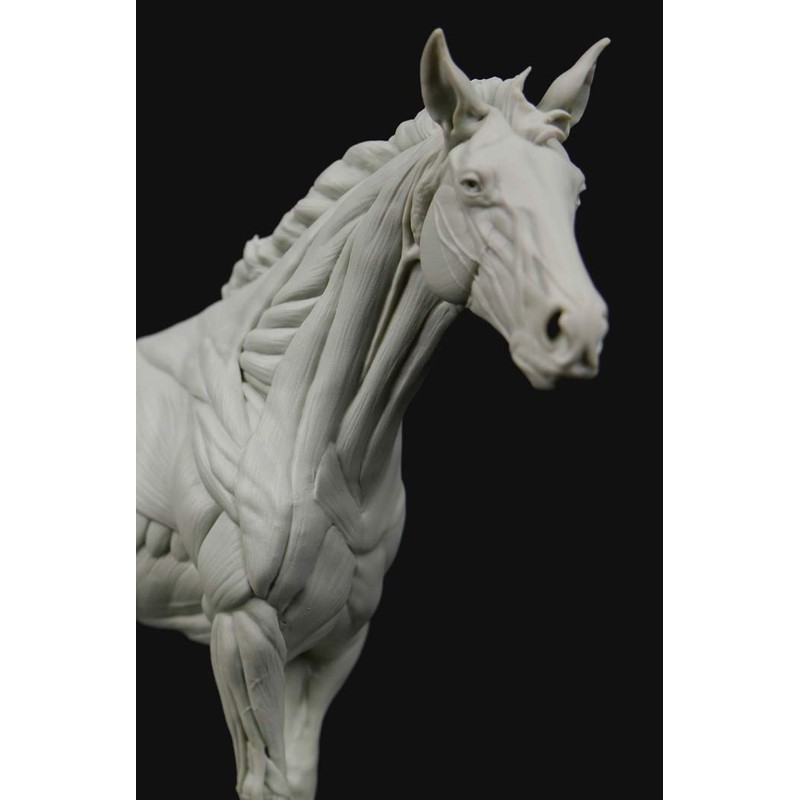 3dtotal Anatomy: Equine figure