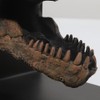 Tyrannosaurus Rex T-Rex Skull Bookend Decorative Book Decor,Home Decorative Resin