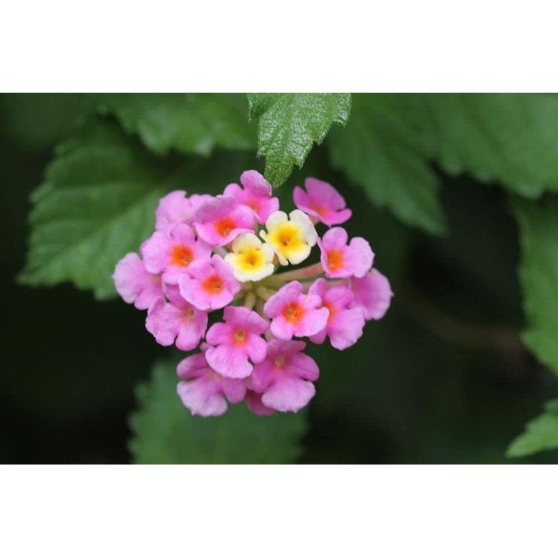 Lantana Mix 100+ Seeds Flowers Planting for Outdoor or Indoor