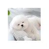 강아지쿨매트 고양이 여름 냉감 미끄럼방지 패드 방석 애견 반려동물 S-L