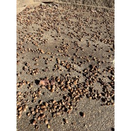Unbranded Real Acorns