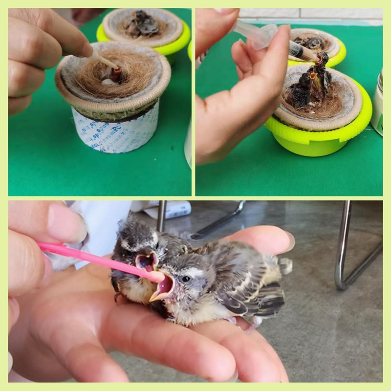 Baby Bird Gouldian Zebra Finch Canary Society Bird Pet Hand