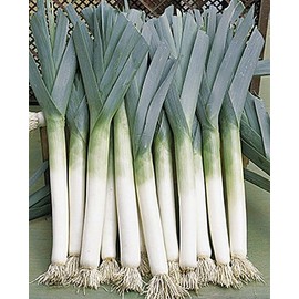 250 Giant Musselburgh Leek Seeds for Planting Heirloom Onion. Non GMO 0.8 Grams Garden Vegetable Bulk Survival