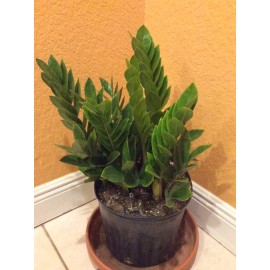 Morris ZZ Plant - Zamioculcas Zamiifolia - Live House Plant - Low Maintenance