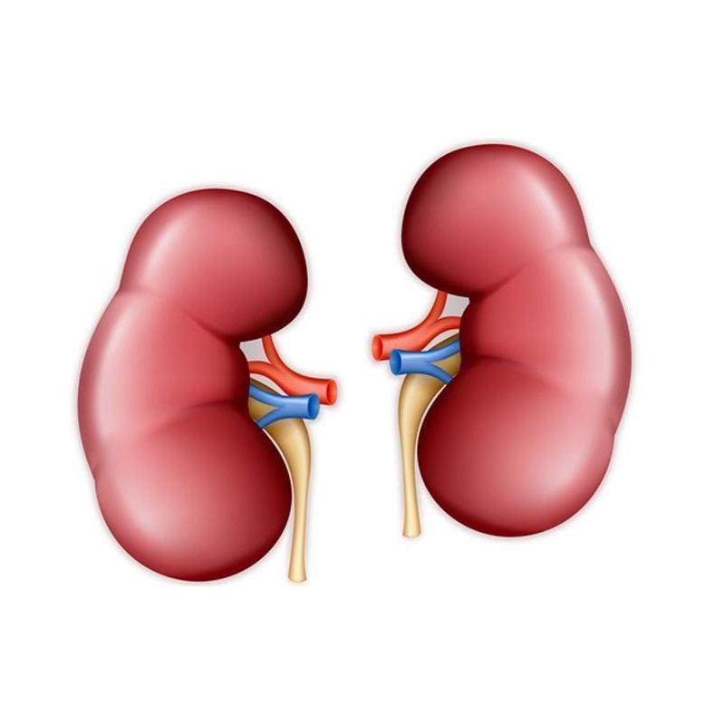 3 Years Juniper Berries Powder - KIDNEY SUPPORT 700mg -